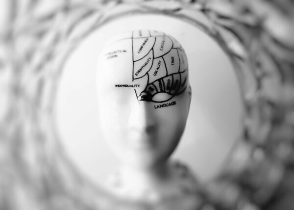 a stylized image of a mannequin with parts of the brain written on it's head