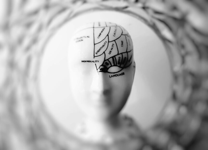 a stylized image of a mannequin with parts of the brain written on it's head